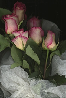 Images Dated 10th April 2015: Ombre Tea Rose on Black Background