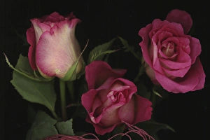 Garden Rose Prints: Ombre Tea Rose on Black Background