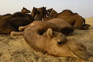 Fair Prints: One-humped Arabian or Dromedary camels (Camelus dromedaries) at Pushkar camel and livestock fair