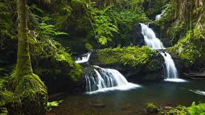 Cascades Prints: Onomea Waterfalls, Hawaii Tropical Botanical Garden, Hamakua Coast, The Big Island