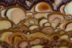 Cream Prints: Onyx