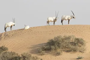 Abu Dhabi Prints: Onyx in desert. Abu Dhabi, UAE
