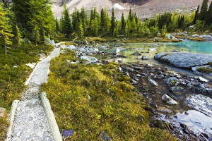 Active Prints: The Opabin Plateau trail above Lake O hara, Yoho National Park, British Columbia