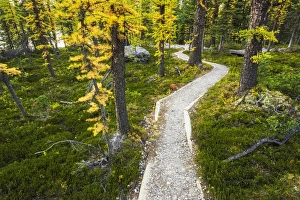 Images Dated 13th September 2013: The Opabin Plateau trail above Lake O hara, Yoho National Park, British Columbia