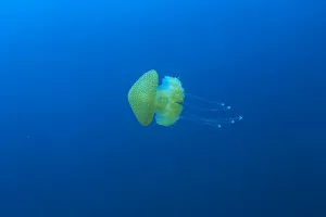 San Diego Prints: open water jellyfish, near San Diego, CA, USA