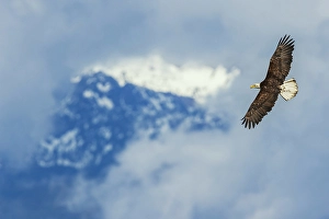 Raptor Prints: Opening through the clouds, bald eagle flying, Washington State