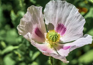 Poppy Prints: Opium poppy
