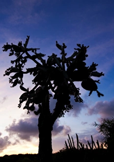 Images Dated 30th June 2009: Opuntia moniliformis along the Meseta trail at sunset, Guanica dry forest, Puerto Rico