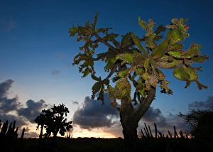 Opuntia Prints: Opuntia moniliformis along the Meseta trail at sunset, Guanica dry forest, Puerto Rico