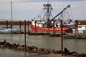 OR, Astoria, East Basin Moorage, Columbia River; Fishing boats and sail boat, with