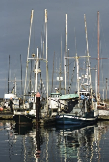 Pacific Coast Prints: OR, Charleston, Fishing boats at the Charleston harbor