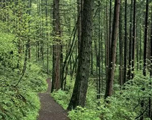 OR, Columbia River Gorge, Mt. Hood NF, trail through forest