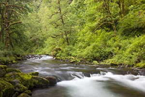 Images Dated 6th June 2012: OR, Columbia River Gorge National Scenic Area, Tanner Creek