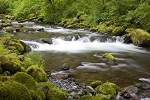Public Lands Prints: OR, Columbia River Gorge National Scenic Area, Tanner Creek
