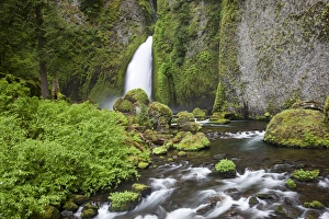 Images Dated 6th June 2012: OR, Columbia River Gorge National Scenic Area, Wahclella Falls, Tanner Creek drops