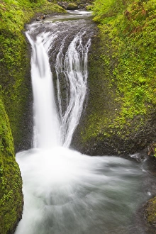 Images Dated 22nd April 2016: OR, Columbia River Gorge National Scenic Area, Oneonta Falls