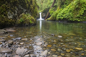 Images Dated 2nd June 2016: OR, Columbia River Gorge National Scenic Area, Punch Bowl Falls