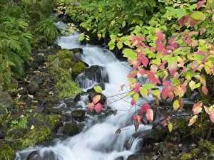 Images Dated 4th August 2020: OR, Columbia River Gorge National Scenic Area, Wahkeena Creek