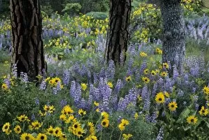 Images Dated 2nd July 2007: OR, Columbia River Gorge, Rowena, balsamroot and lupine flowers with Pacific Ponderosa Pine