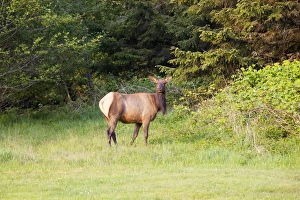 Public Lands Prints: OR, Ecola State Park, elk