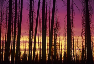 OR, Hells Canyon National Recreation Area, Hat Point; Lodgepole pines at sunset