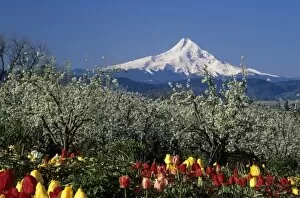 OR, Hood River Valley near Hood River, Mt. Hood with orchard and tulips