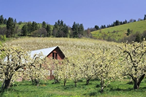 Hood River Prints: OR, Hood River Valley, Orchard in bloom with barn