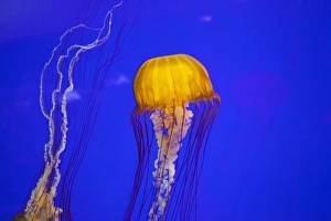 Images Dated 12th May 2012: OR, Newport, Oregon Coast Aquarium, Pacific Sea Nettle Jellyfish (Chrysaora quinquecirrh)
