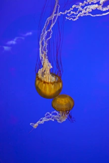 Newport Prints: OR, Newport, Oregon Coast Aquarium, Pacific Sea Nettle Jellyfish (Chrysaora quinquecirrh)