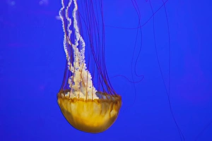 Images Dated 12th May 2012: OR, Newport, Oregon Coast Aquarium, Pacific Sea Nettle Jellyfish (Chrysaora quinquecirrh)