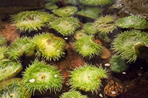 Images Dated 12th May 2012: OR, Newport, Oregon Coast Aquarium, Giant Green Sea Anemones