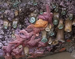 OR, Oregon Coast, Bandon, ochre sea stars and green sea anemones