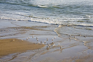 Sea Gull Prints: OR, Oregon Coast, Ecola State Park, Indian Beach, Sea gulls at the shore