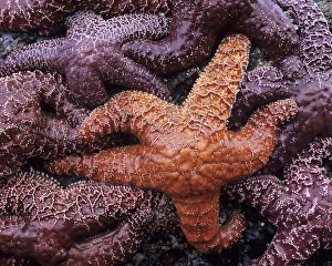 OR, Oregon Coast, Ecola State Park, Ochre Sea Stars