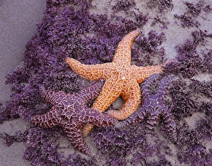 Images Dated 11th August 2012: OR, Oregon Coast, Ecola State Park, Ochre Sea Stars