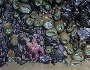 Images Dated 11th August 2012: OR, Oregon Coast, Ecola State Park, Ochre sea stars and green sea anemones