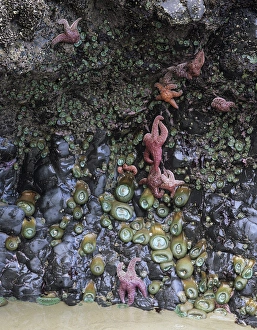 Images Dated 11th August 2012: OR, Oregon Coast, Ecola State Park, Ochre sea stars and green sea anemones