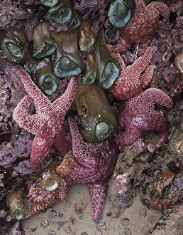 OR, Oregon Coast near Yachats, Strawberry Hill, ochre sea stars and sea grass