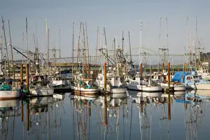Northwest Prints: OR, Oregon Coast, Newport, Commercial fishing fleet at the Port of Newport, Yaquina