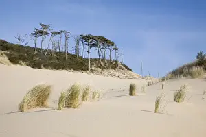 Images Dated 3rd April 2008: OR, Oregon Coast, Oregon Dunes National Recreation Area, Sand Dunes