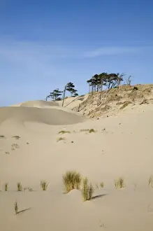 Images Dated 3rd April 2008: OR, Oregon Coast, Oregon Dunes National Recreation Area, Sand Dunes