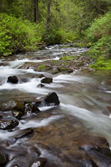 Images Dated 24th April 2012: OR, Oregon Coast, Oswald West State Park, Necarney Creek