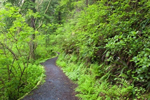 OR, Oregon Coast, Oswald West State Park, Oregon Coast trail