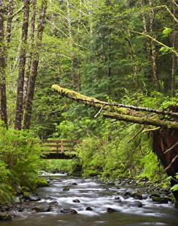 Images Dated 24th April 2012: OR, Oregon Coast, Oswald West State Park, Short Sand Creek