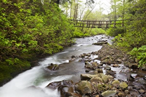 Images Dated 24th April 2012: OR, Oregon Coast, Oswald West State Park, Necarney Creek, and suspension bridge