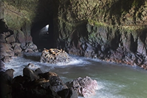 Images Dated 15th May 2012: OR, Oregon Coast, Sea Lion Caves, resting Sea Lions