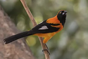 Ken Archer Prints: Orange-backed troupial
