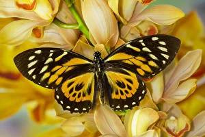 Cymbidium Prints: Orange and black butterfly, Papilio zagreuis, on large golden cymbidium orchid