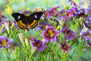 Lilac Prints: Orange, black, lilac tropical butterfly, Hypolimnas pandarus pandora, with large group