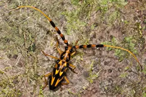 Biology Prints: Orange & Black Long-horned Beetle (Batus barbicornis)